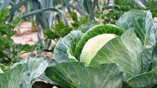 旬の野菜は栄養たっぷり！春が旬の食材って？