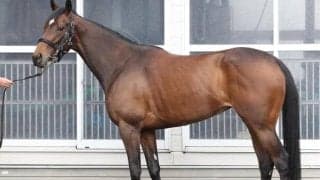 馬体派記者が「印象がガラっと変わった」と絶賛 桜花賞で巻き返し期待大の1頭とは