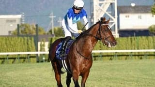 【ニュージーランドT枠順確定】アドマイヤズームは5枠7番、コートアリシアンは2枠2番