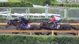 ハヤテノフクノスケ、天皇賞(春)1週前追い切り速報/栗東トレセンニュース