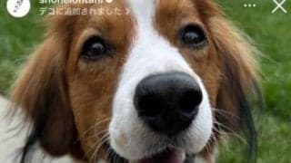 大谷翔平、デコピンの最新ショット公開　“家族”とのオフ満喫か…長女誕生後も恒例の投稿