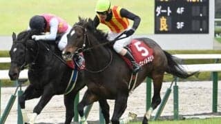 今年の阪神SJを制したヴェイルネビュラが登録抹消 今後は乗馬に