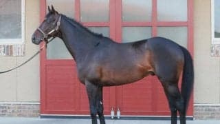 記者が「春の天皇盾を手にするにふさわしい」と絶賛 ゴールドシップやフィエールマンとも重なる好馬体の持ち主とは