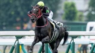 【京都新聞杯見どころ】強敵相手に善戦してきたキングスコールが重賞初制覇を狙う