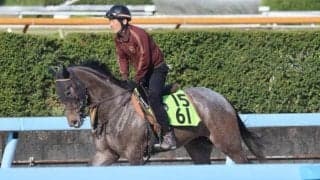 ワイズギャングなど、先週のゲート試験/栗東トレセンニュース