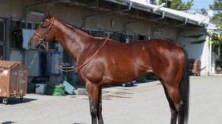 「NHKマイルCが適性ドンピシャ」 馬体派記者が変わり身に期待する一頭とは