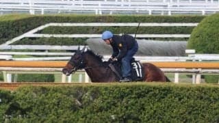 エンダードラゴン、メルボルンT追い切り速報/栗東トレセンニュース