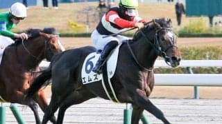 京都新聞杯は渋太く脚を使える馬を狙え エムズ＆コーチェラバレーに注目