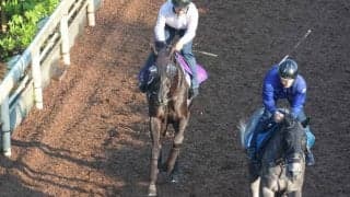 クロワデュノールなど、先週の入厩情報/栗東トレセンニュース