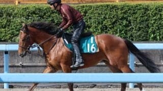 ネネキリマルなど、先週のゲート試験/栗東トレセンニュース