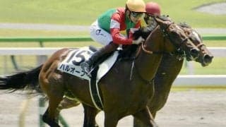 2着7回の実績馬ハルオーブ 再転入初戦で中央初Vなるか