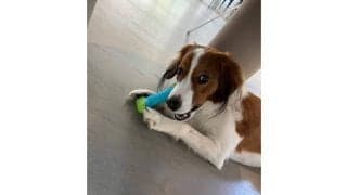 大谷翔平、衝撃の2打席連発→直後にデコピン公開　おもちゃを“はむはむ”、チラ見