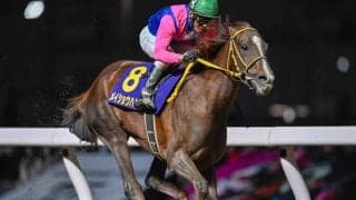 【平安S想定馬・騎手】メイショウハリオ、ブライアンセンスなど18頭