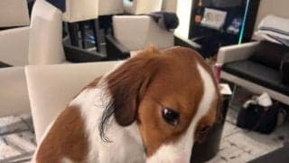 大谷翔平、2歳の愛犬・デコピンを誕生日ケーキでお祝い　インスタに“大放出”