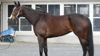 馬体派記者が「距離適性を鑑みて上位2頭を逆転も」と期待 オークスで白星目指す桜花賞3着馬