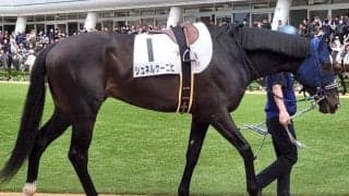 半兄はNHKマイルC覇者のシュネルマイスター シュネルケーニヒが初勝利なるか