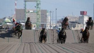 【ばんえい十勝】馬インフルエンザの簡易検査を実施