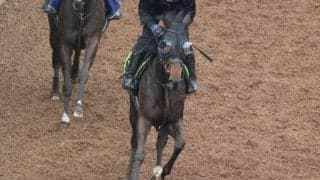 シンハライトの2023(アランカール)など、先週の入厩情報/栗東トレセンニュース