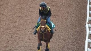 フィオラーノなど、先週のゲート試験/栗東トレセンニュース