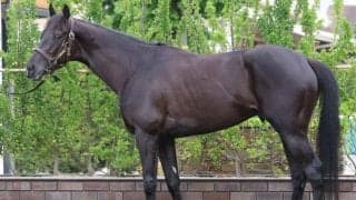 馬体派記者が「見た目に一変している」と絶賛 日本ダービーで“不動の軸”に据えたい一頭とは