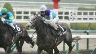 【目黒記念枠順確定】アドマイヤテラは5枠10番、スティンガーグラスは4枠8番