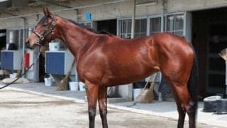 安田記念を勝つための“三拍子”が揃った好馬体 紅一点の実績馬が上位進出狙う