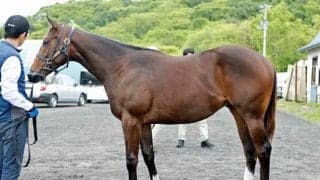 第67回三石軽種馬1歳馬育成管理品評会が開催 13頭から牡牝の最優秀賞が選ばれる