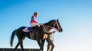 今週末から中央競馬でも2歳新馬戦 今年デビューを迎える新種牡馬たちは？