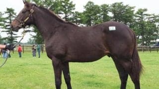 母はGIで2着2回の活躍馬 アウダーシアがルメール騎手でデビュー勝ち狙う