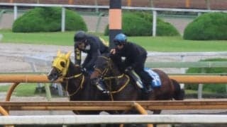 メイショウハリオ、帝王賞追い切り速報/栗東トレセンニュース