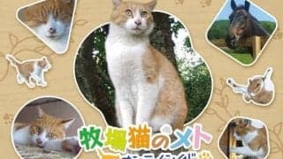 「牧場猫のメト」オンラインくじが登場！ ノーザンレイクの看板猫メトさんやネコパンチのグッズが盛りだくさん