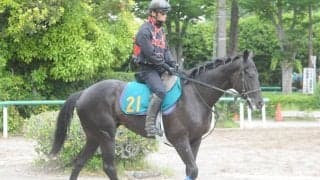 クロワデュノールの全弟チャリングクロス 奥村武師「調教量十分で動きも悪くない」/関東馬メイクデビュー情報