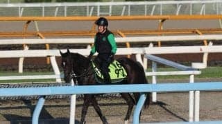 クロコスミアの2023(ヒメヒオウギ)など、先週のゲート試験/栗東トレセンニュース