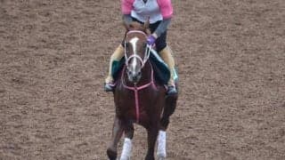 チェルヴァーラなど、先週の入厩情報/栗東トレセンニュース