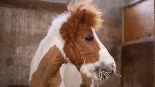 Xで3.2万いいねを獲得！ 名門・学習院大学で暮らす「ポニー」の仕事とは？