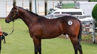 九州産馬が熱い！ 九州1歳市場で史上最高売上、最高価格はアレスバローズ産駒の2頭