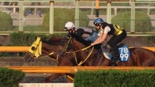 メイショウハリオ、帝王賞追い切り速報/栗東トレセンニュース