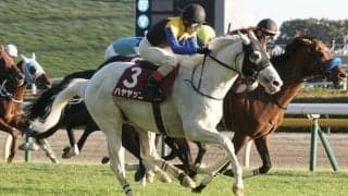 ハヤヤッコの競走馬登録抹消…今後は乗馬に