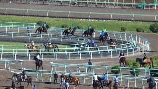 調教ゼッケンや帽子の違いに隠された意味とは 美浦トレセンや函館競馬場で公開調教実施