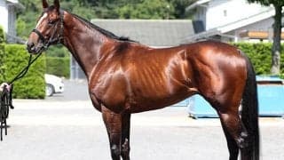 「明確に重賞級の好馬体をしている」と太鼓判 ラジオNIKKEI賞で初タイトル期待の大型馬