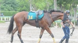 叔父にクロワデュノールがいるタイダルロック 武井師「心肺機能が高いし、体力も十分」/関東馬メイクデビュー情報