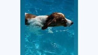 大谷翔平、水遊びするデコピン公開　舌出し至近ショットも…ド軍オフにインスタ更新