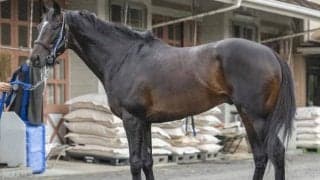 北九州記念は「馬体重」がポイント!? 馬体派記者は小柄な快足馬をピックアップ