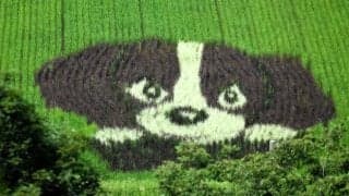 愛くるしさもメジャー級？「デコピン」田んぼアート、豊岡市但東町に