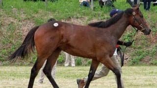 八戸家畜市場で1歳セール八戸市場 「シェーネフラウの2024」が最高額