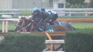 二冠牝馬チェルヴィニアの半弟チェルヴァーラ 松下師「誰が見てもいい馬」/関西馬メイクデビュー情報