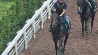 ブルーミングアレーの2023(マジョレルブルー)など、先週の入厩情報/栗東トレセンニュース