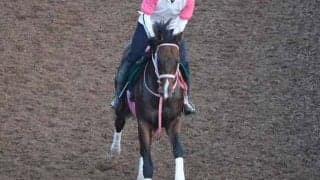 マラコスタムブラダの2023(バルセシート)など、先週のゲート試験/栗東トレセンニュース