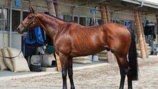 筋肉量、質ともに夏場のGIIIでは“別格の域” 馬体派記者が七夕賞で「不動の軸」に置いた一頭は