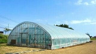 「ビニールハウスで暑さ慣れ」高校も　夏に涼しい地域、試合への工夫